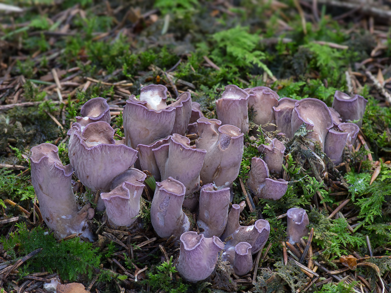 Gomphus clavatus